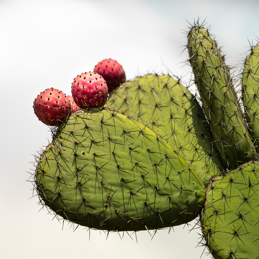 Platz 9 Anton Kienle